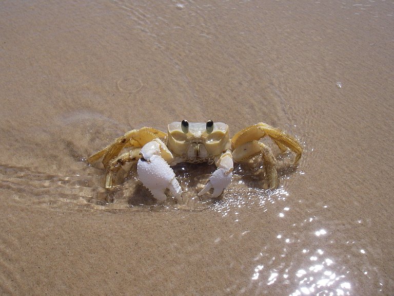 Flat con Jacuzzi en Praia do Amor - Pipa